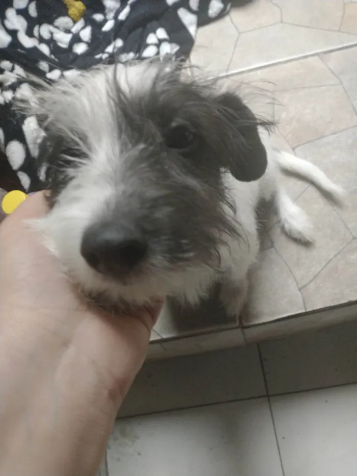 Cachorro ra a Vira lata idade 2 a 6 meses nome Chorão