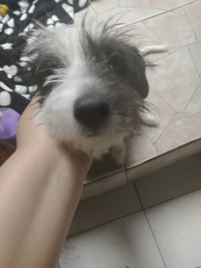 Cachorro ra a Vira lata idade 2 a 6 meses nome Chorão