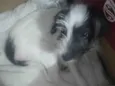 Chorão