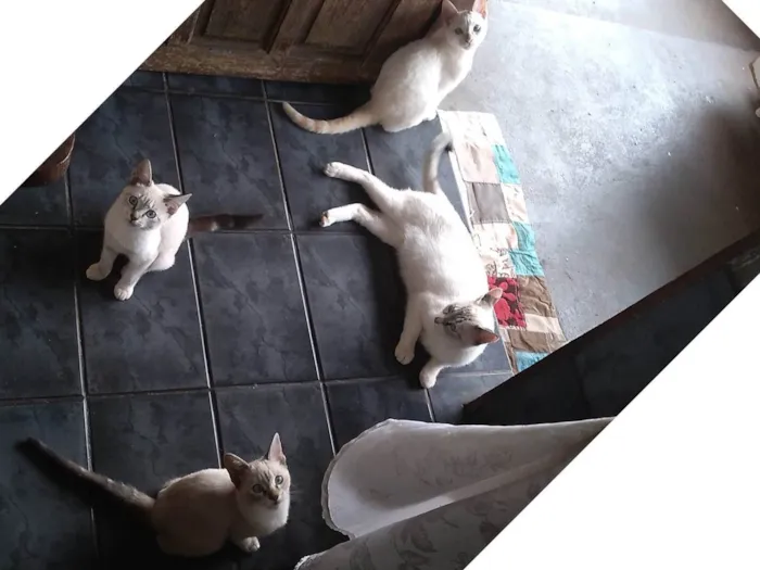 Gato ra a Da rua idade 2 a 6 meses nome Sem nome 