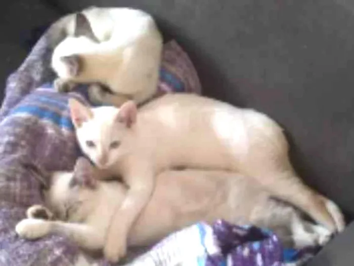 Gato ra a Da rua idade 2 a 6 meses nome Sem nome 