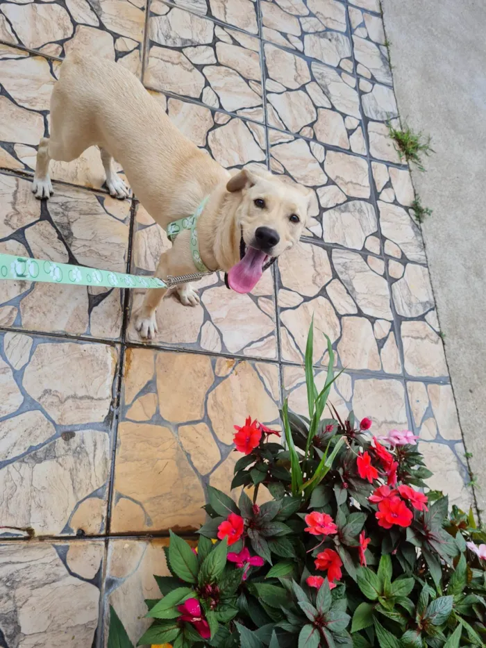 Cachorro raça SRD idade 7 a 11 meses nome JHON