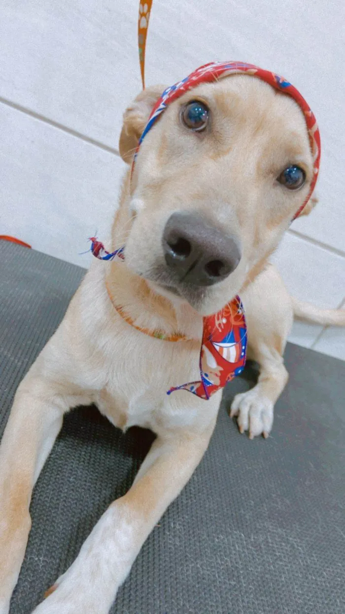 Cachorro raça SRD idade 7 a 11 meses nome JHON