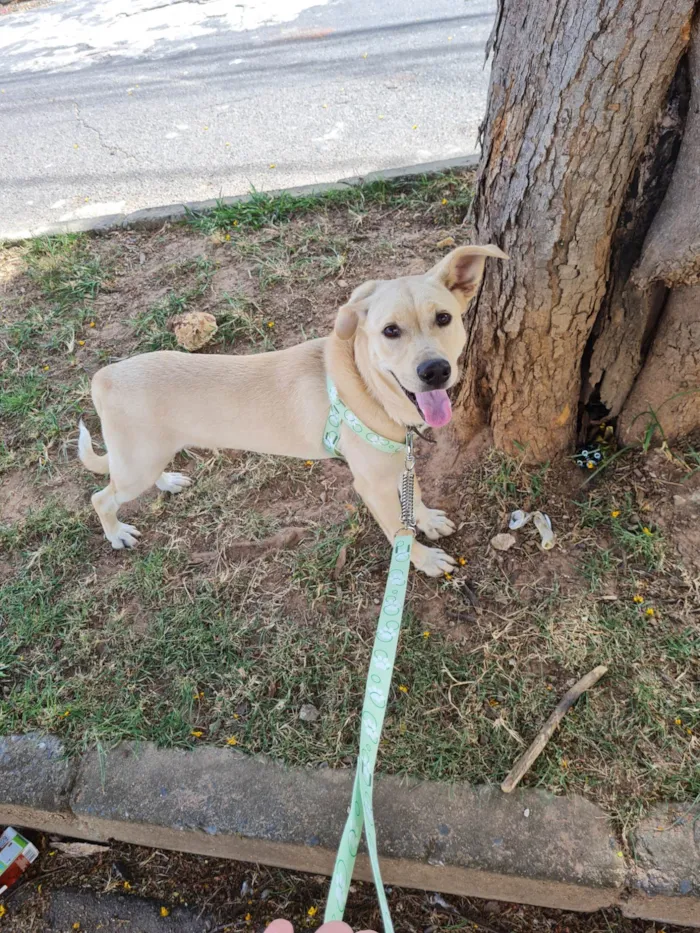 Cachorro raça SRD idade 7 a 11 meses nome JHON