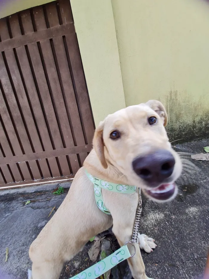 Cachorro raça SRD idade 7 a 11 meses nome JHON