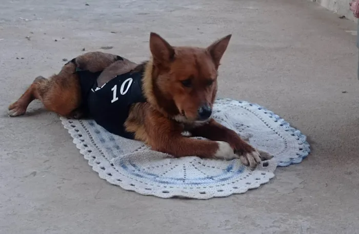 Cachorro ra a SRD-ViraLata idade 3 anos nome Pandora