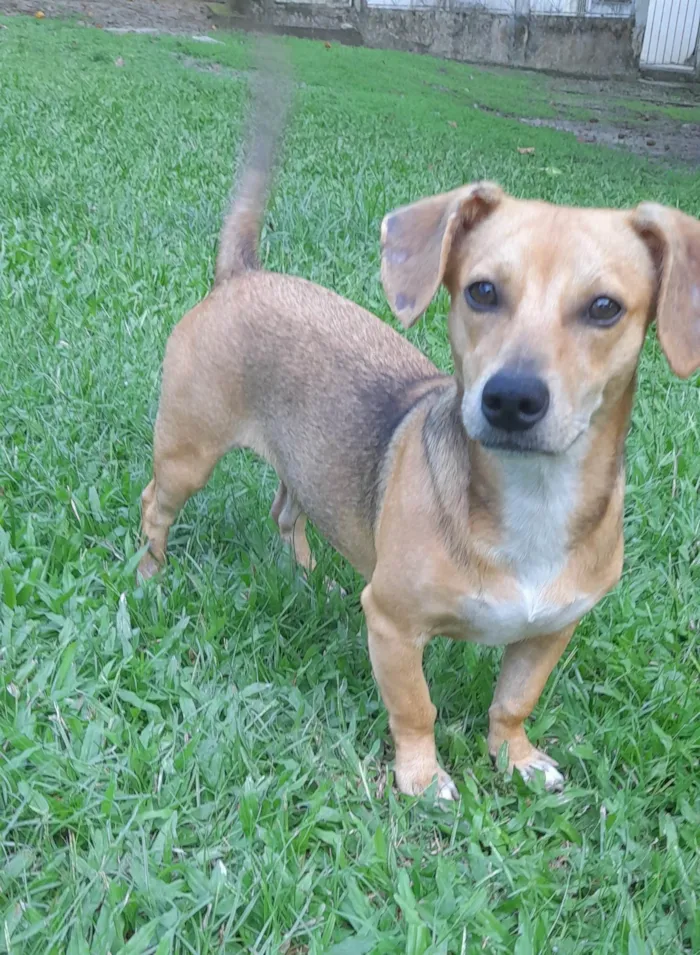 Cachorro ra a SRD-ViraLata idade 7 a 11 meses nome Mel