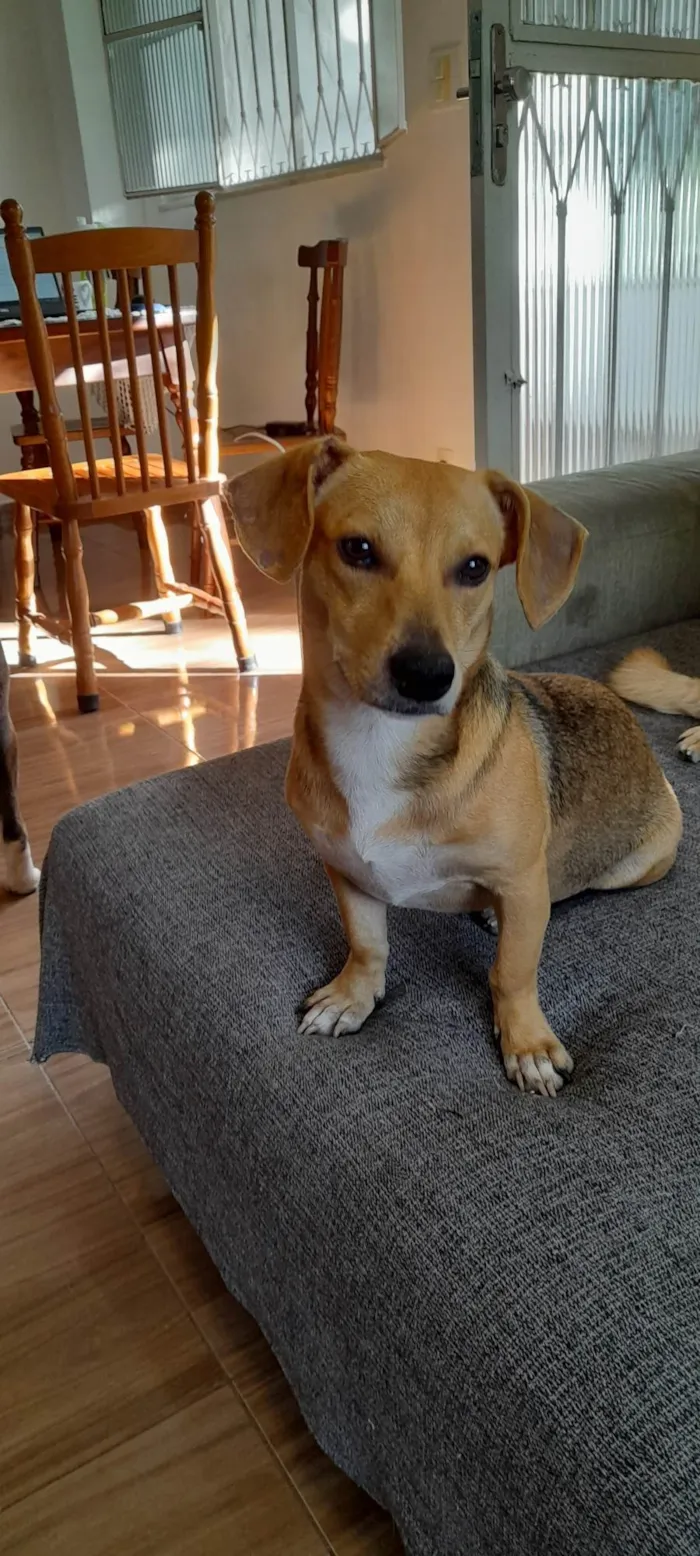 Cachorro ra a SRD-ViraLata idade 7 a 11 meses nome Mel