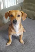 Mel