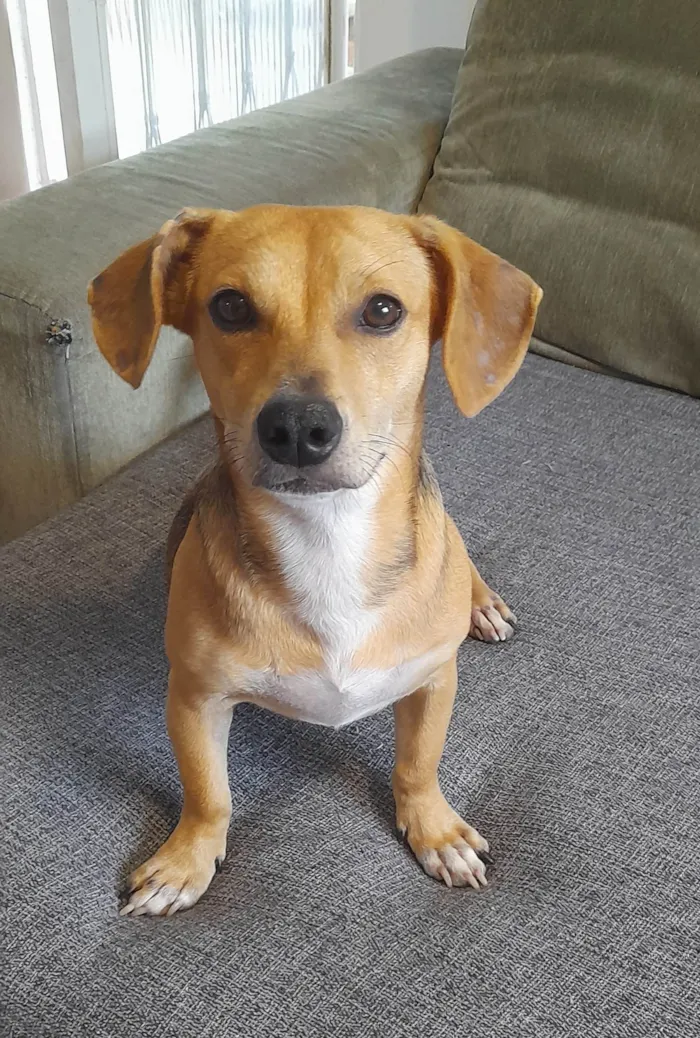 Cachorro ra a SRD-ViraLata idade 7 a 11 meses nome Mel