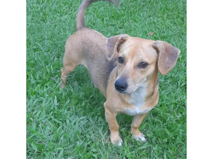 Cachorro ra a SRD-ViraLata idade 7 a 11 meses nome Mel