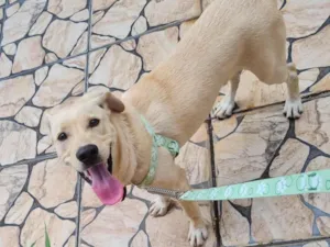 Cachorro raça SRD idade 7 a 11 meses nome JHON