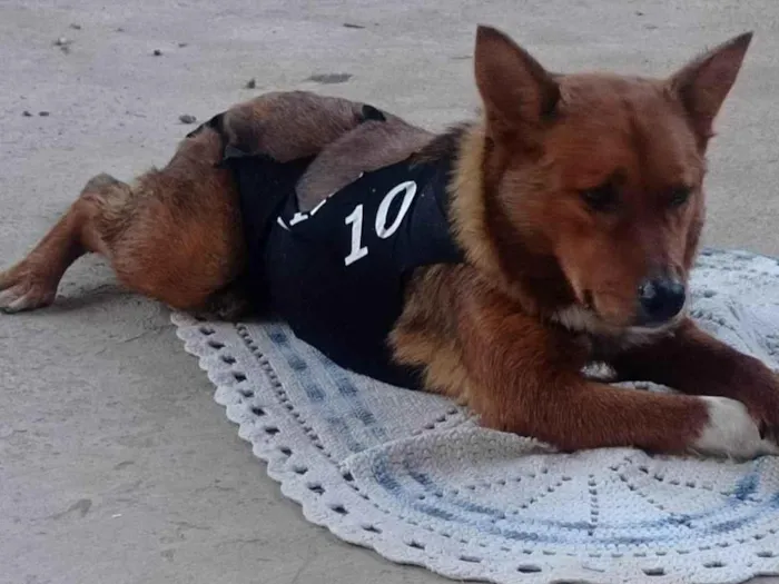 Cachorro ra a SRD-ViraLata idade 3 anos nome Pandora