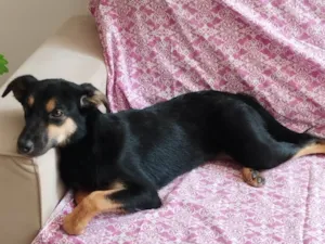 Cachorro raça SRD-ViraLata idade 7 a 11 meses nome Zoe