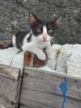 Frajola 