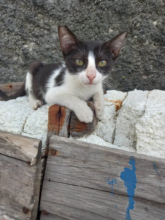 Gato ra a Srd idade 2 a 6 meses nome Frajola 