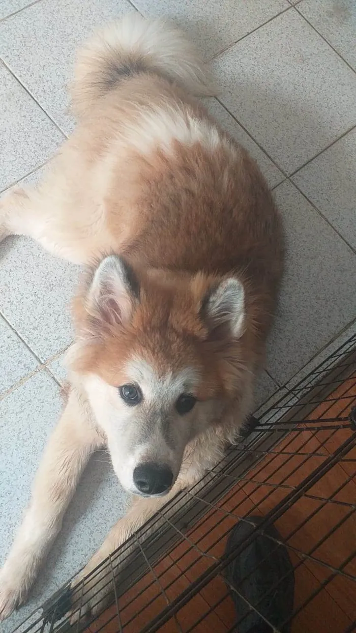 Cachorro ra a Akita/Husky idade 1 ano nome Yoshee