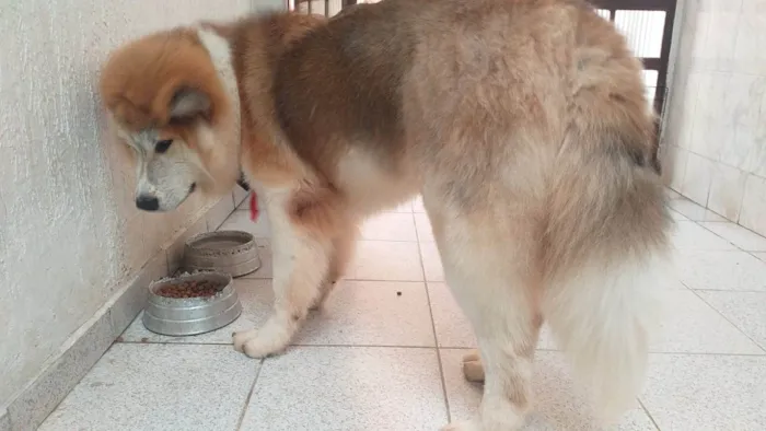 Cachorro ra a Akita/Husky idade 1 ano nome Yoshee
