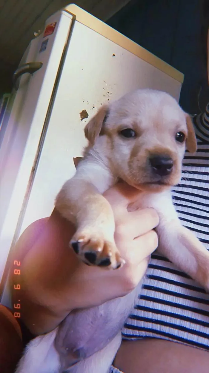 Cachorro raça SRD-ViraLata idade 2 a 6 meses nome Fred