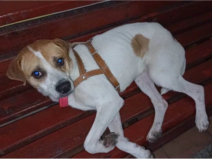 Cachorro ra a  idade  nome Máscara 