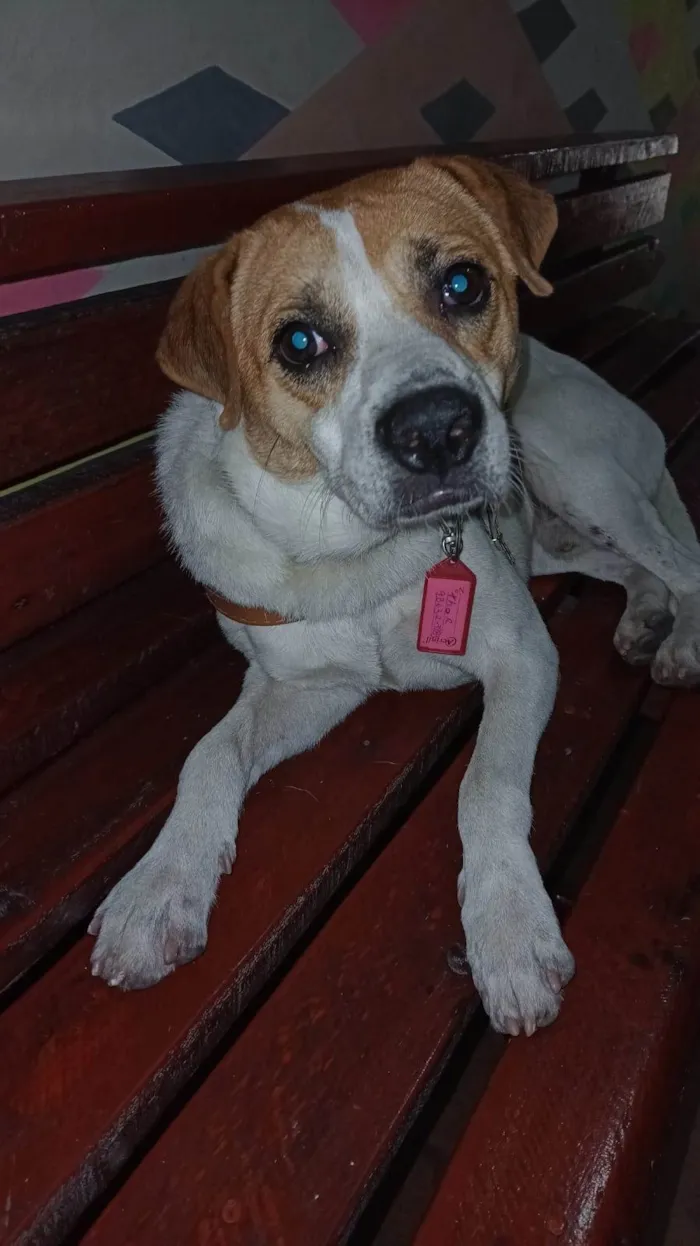 Cachorro ra a  idade  nome Máscara 