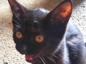 Gato raça SRD-ViraLata idade 2 a 6 meses nome Pretinha