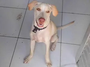 Cachorro raça  idade 7 a 11 meses nome Lupy