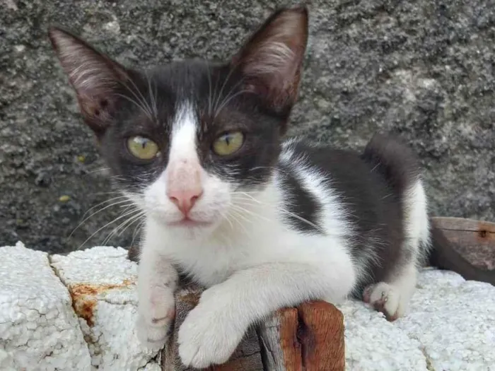 Gato ra a Srd idade 2 a 6 meses nome Frajola 