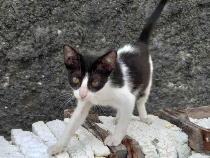 Gato ra a Srd idade 2 a 6 meses nome Frajola 