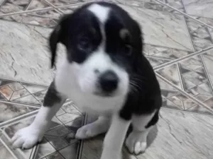 Cachorro raça SRD-ViraLata idade Abaixo de 2 meses nome Rosa