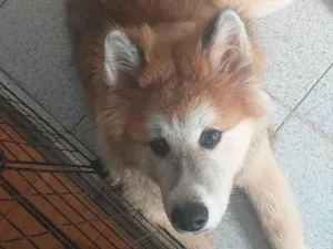 Cachorro raça Akita/Husky idade 1 ano nome Yoshee