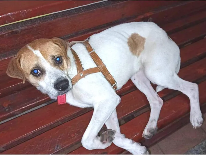 Cachorro ra a  idade  nome Máscara 