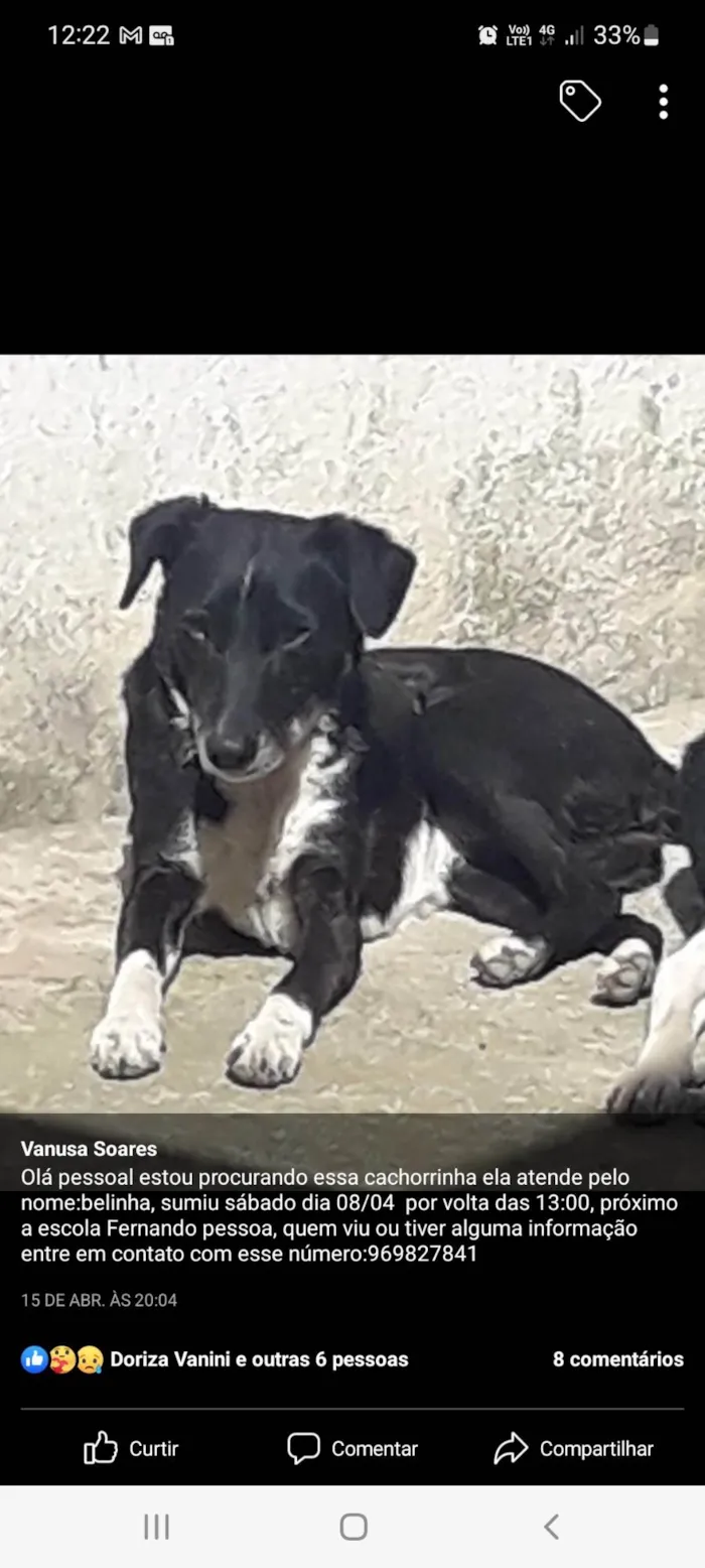 Cachorro ra a SRD-ViraLata idade 3 anos nome Belinha