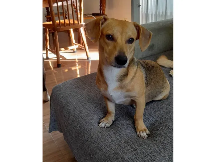 Cachorro ra a SRD-ViraLata idade 7 a 11 meses nome Mel
