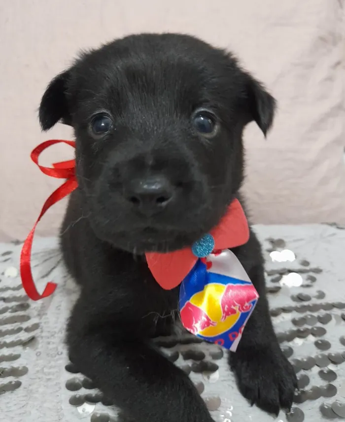 Cachorro ra a SRD-ViraLata idade Abaixo de 2 meses nome Filhotes 40 dias 
