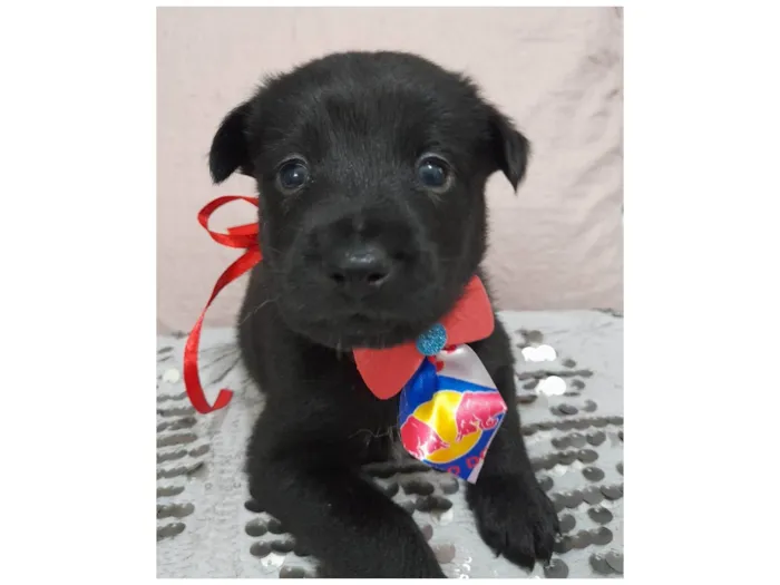 Cachorro ra a SRD-ViraLata idade Abaixo de 2 meses nome Filhotes 40 dias 