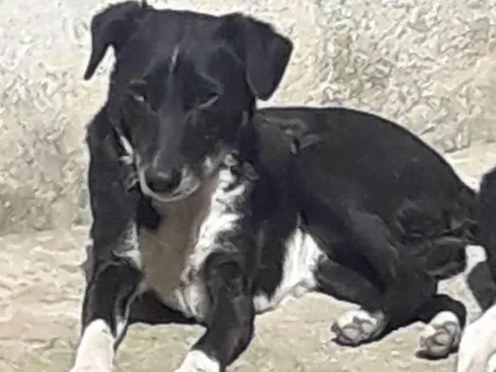 Cachorro ra a SRD-ViraLata idade 3 anos nome Belinha