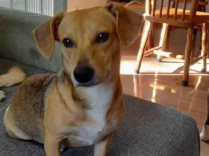 Cachorro raça SRD-ViraLata idade 7 a 11 meses nome Mel