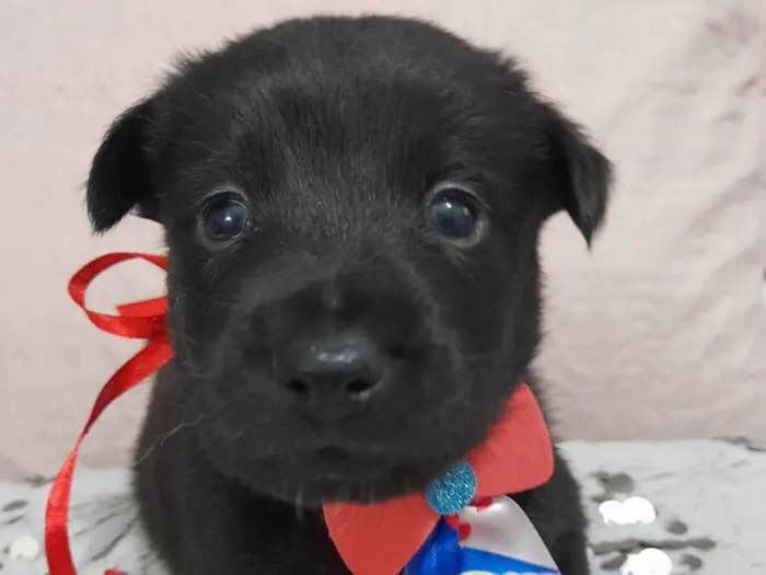 Cachorro ra a SRD-ViraLata idade Abaixo de 2 meses nome Filhotes 40 dias 