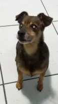 Fofão