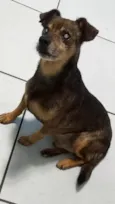 Fofão