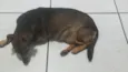 Fofão