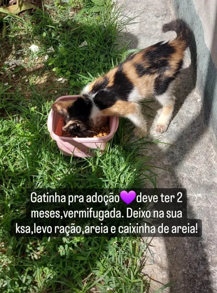 Gato ra a SRD-ViraLata idade Abaixo de 2 meses nome Não tem nome ainda