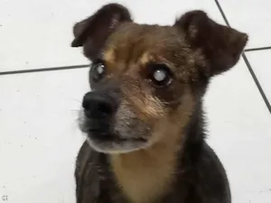 Cachorro raça Srd idade 6 ou mais anos nome Fofão 