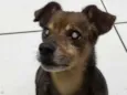 Fofão