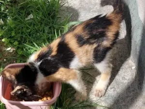 Gato raça SRD-ViraLata idade Abaixo de 2 meses nome Não tem nome ainda