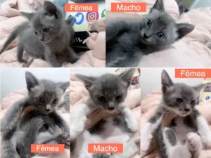 Gato raça SRD-ViraLata idade Abaixo de 2 meses nome Gatinhos de 50 dias