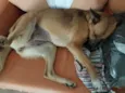 Kiara