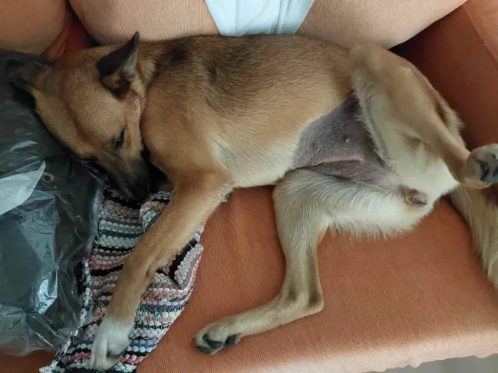 Cachorro ra a SRD-ViraLata idade 1 ano nome Kiara
