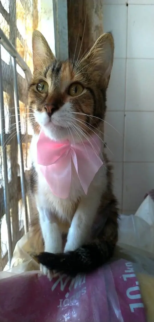 Gato ra a srd tigradinha  idade 2 a 6 meses nome FLOR
